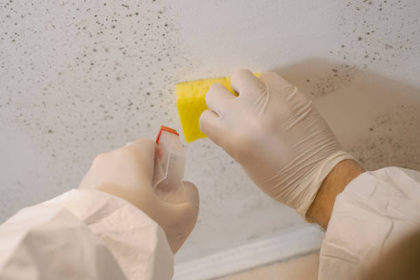 Best Mold Damage Restoration  in Eaton, IN